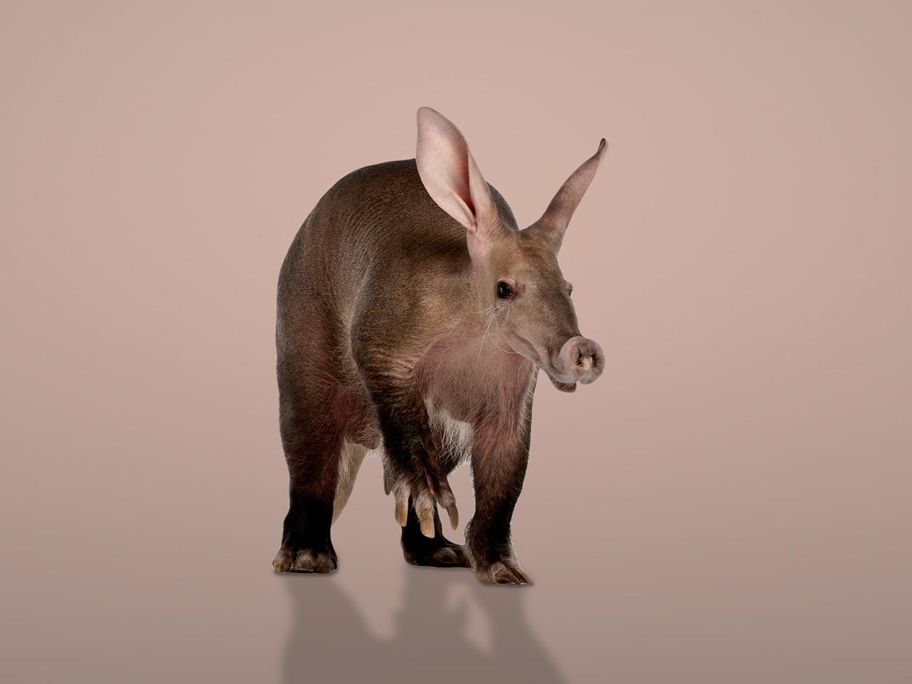 Interesting Facts About Aardvarks