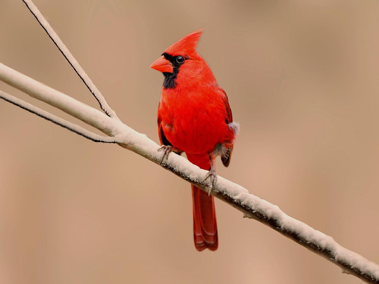 male cardinal