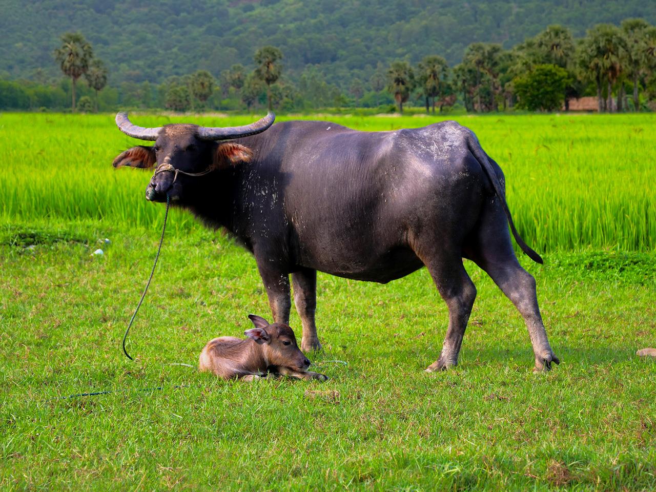 water buffalo figure