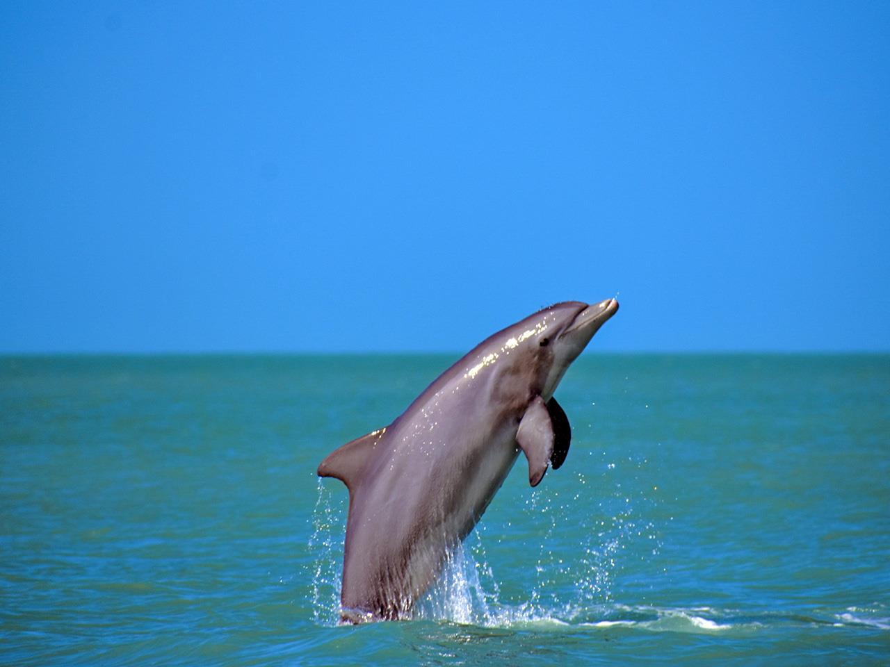 Dolphin Facts for Kids