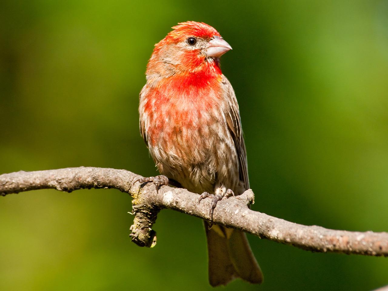 Interesting Facts about House Finch