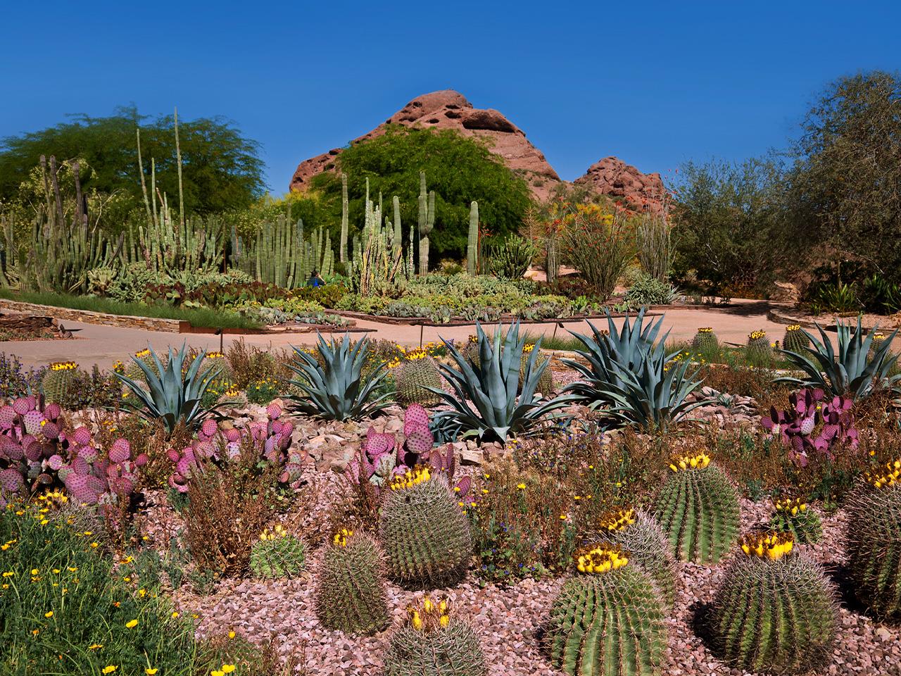 Retreat at the Desert Botanical Garden in Phoenix, Arizona