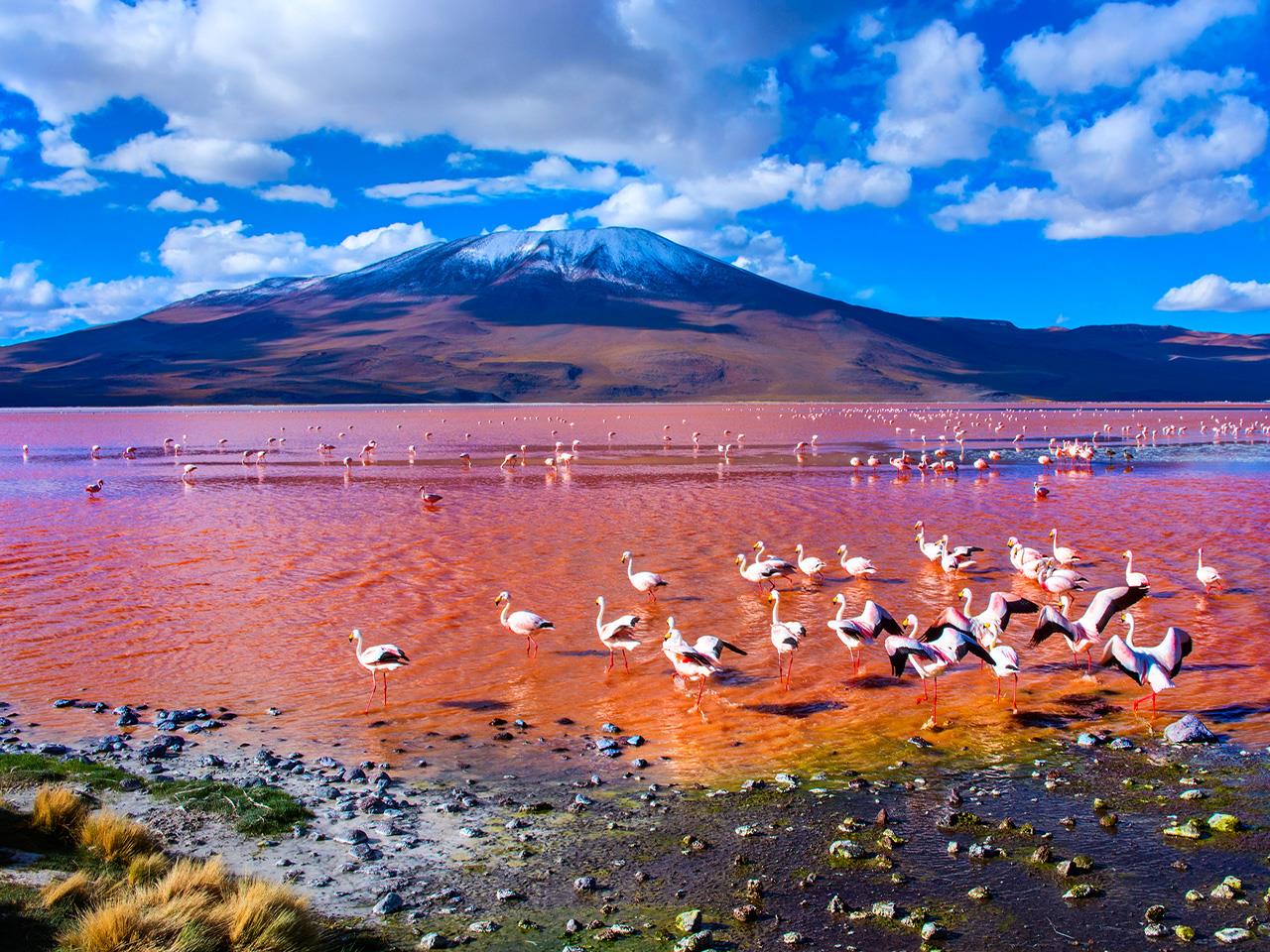 lesser flamingos on lake natron in tanzania