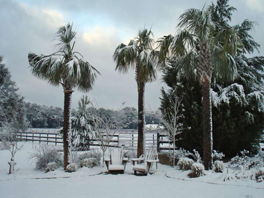 these-11-palm-trees-can-survive-cold-winter-weather-2022