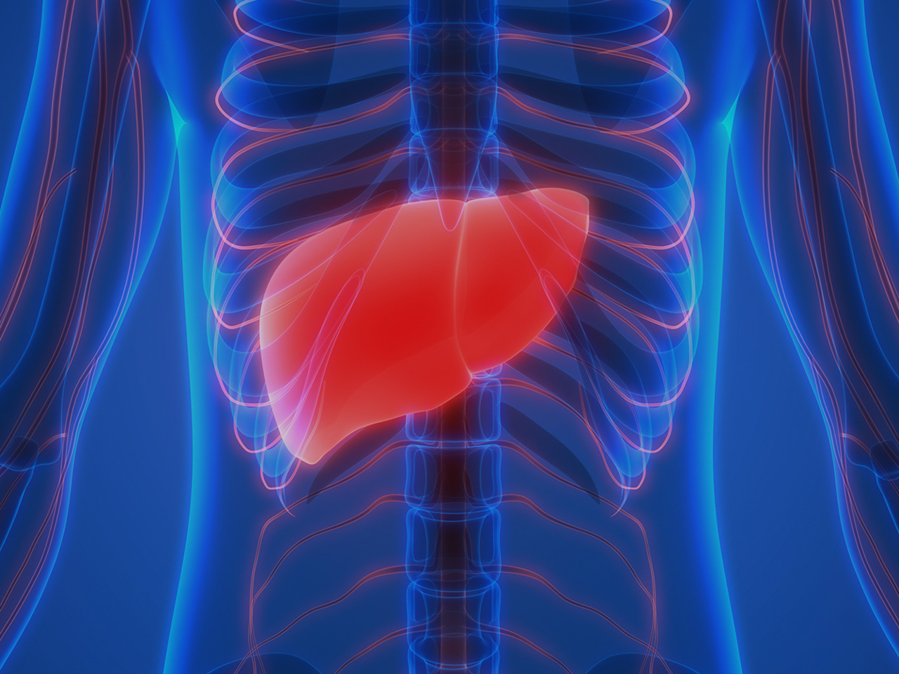 Location of the Liver in Humans