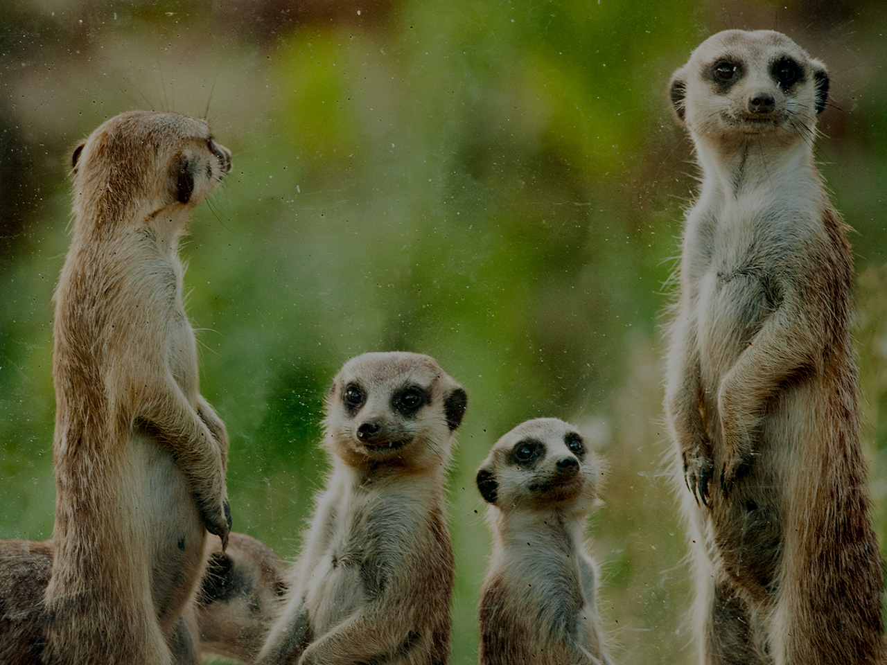 facts-about-meerkats