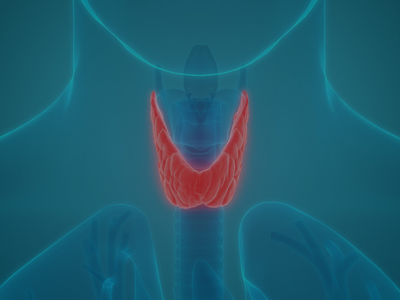 Thyroid Gland Location