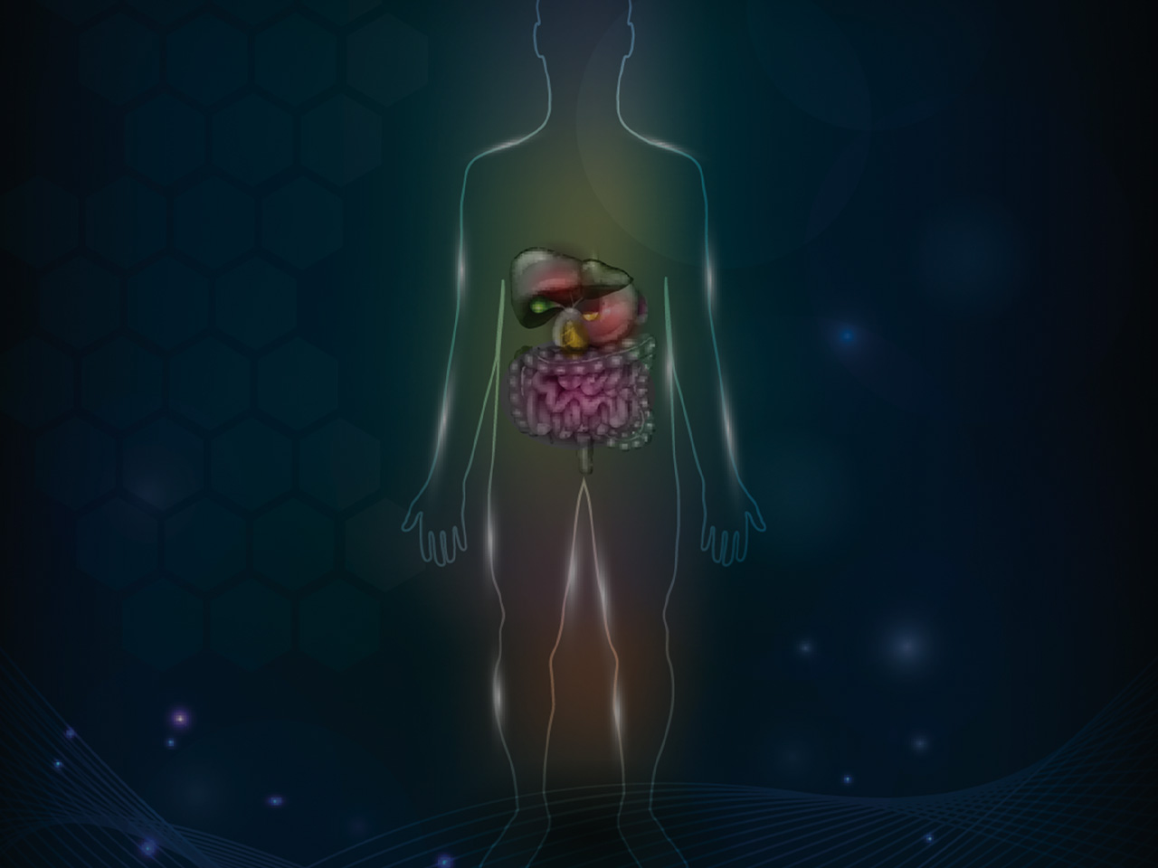 Location and Function of the Lacteals in the Small Intestine