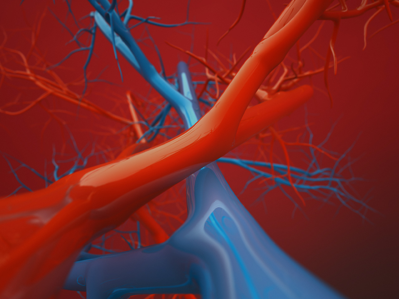 Artery Vs. Vein: Know the Differences