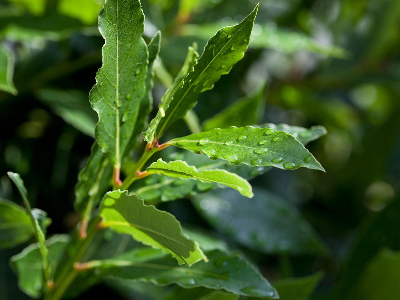 Secret Tips to Grow and Care for Bay Leaf Trees