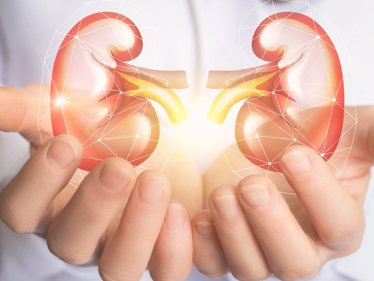 how-does-the-kidney-work