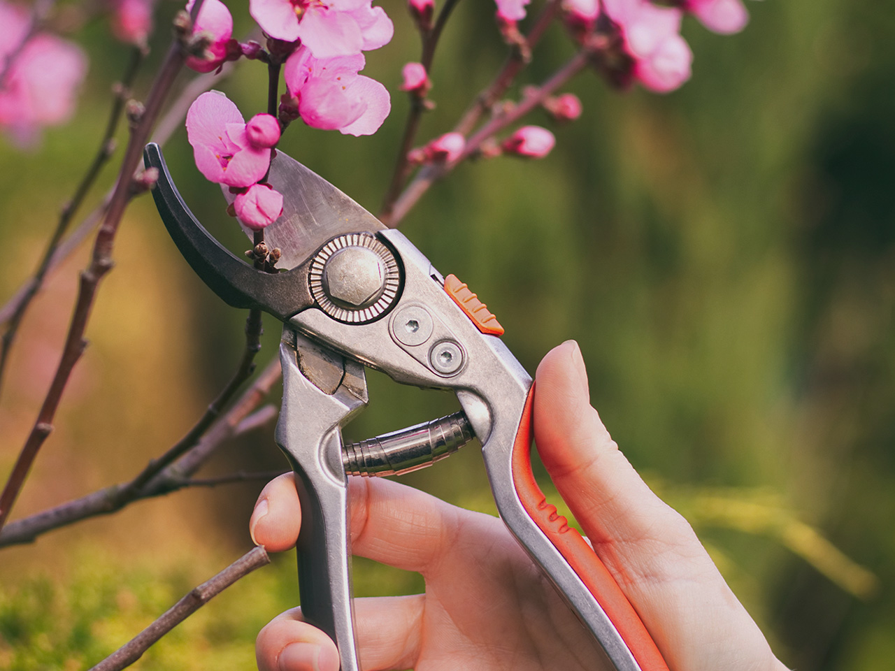 A Gardener’s Guide to Pruning Cherry Trees