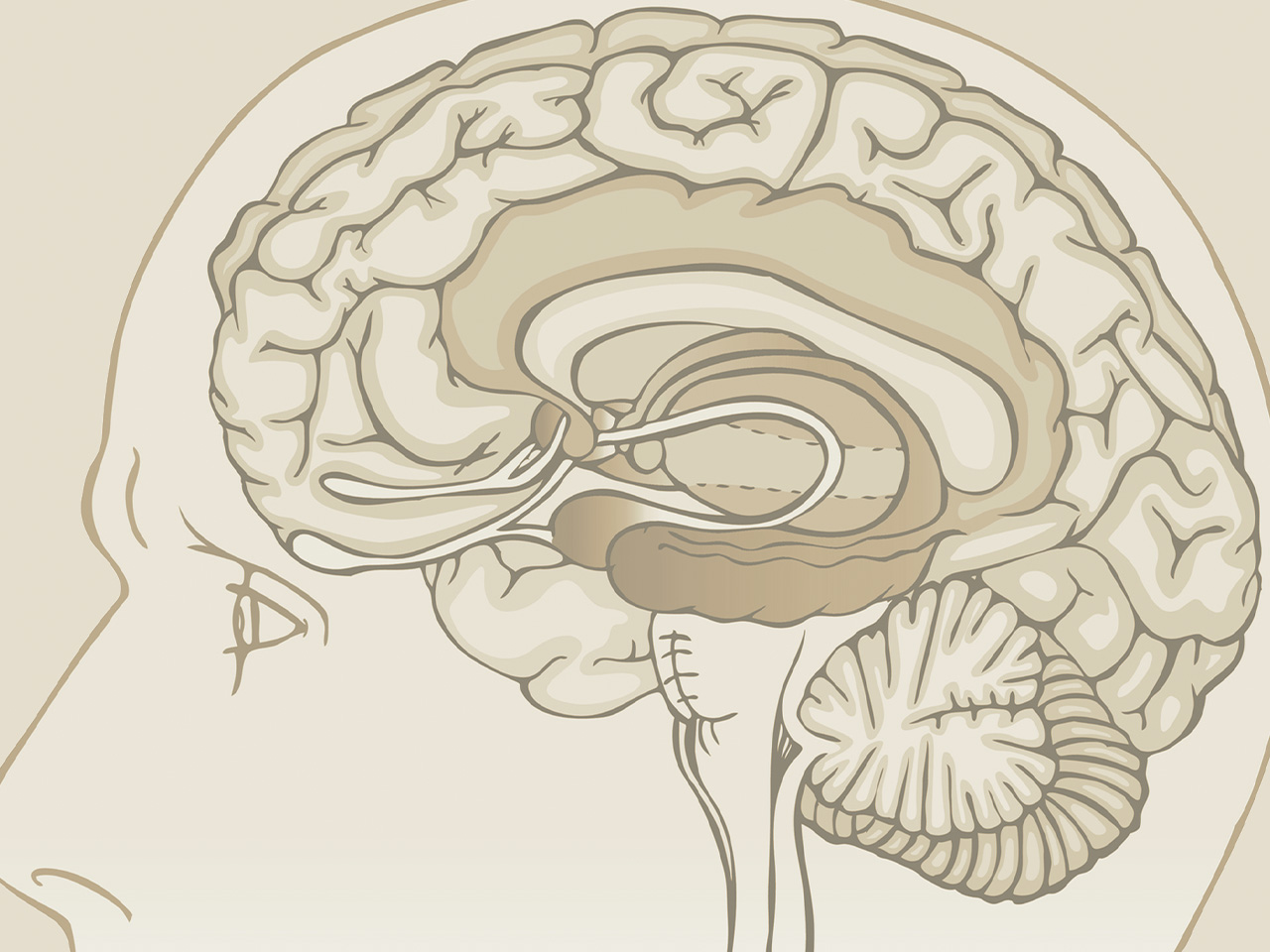 Functions of The Hippocampus Unveiled