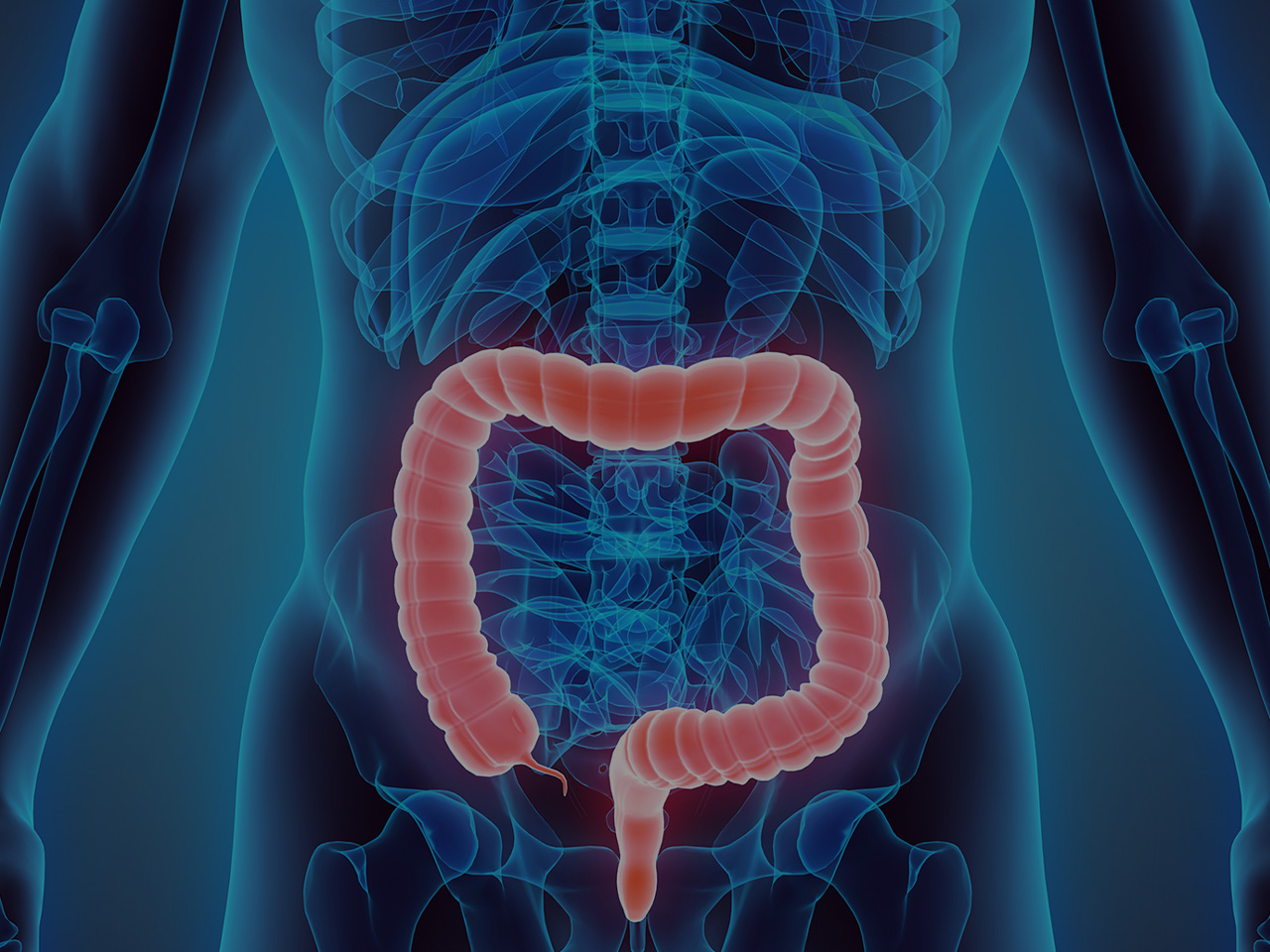 CrossFit  The Gastrointestinal System: The Large Intestine