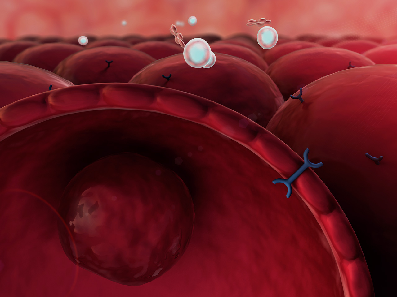 cytoskeleton-structure-components-and-function