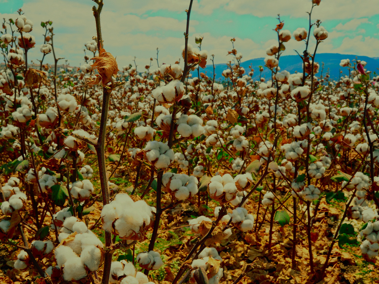 StepbyStep Guide to Grow Cotton