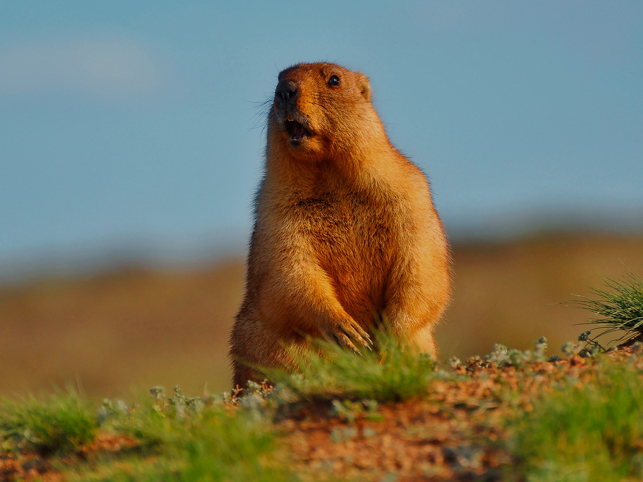 How to Get Rid of Groundhogs