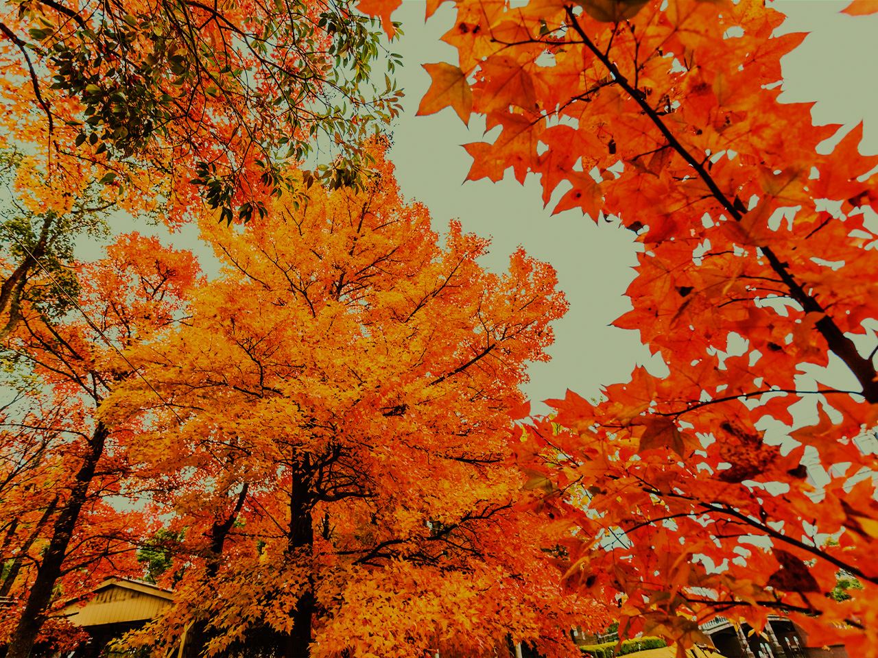 pruning-japanese-maple-trees