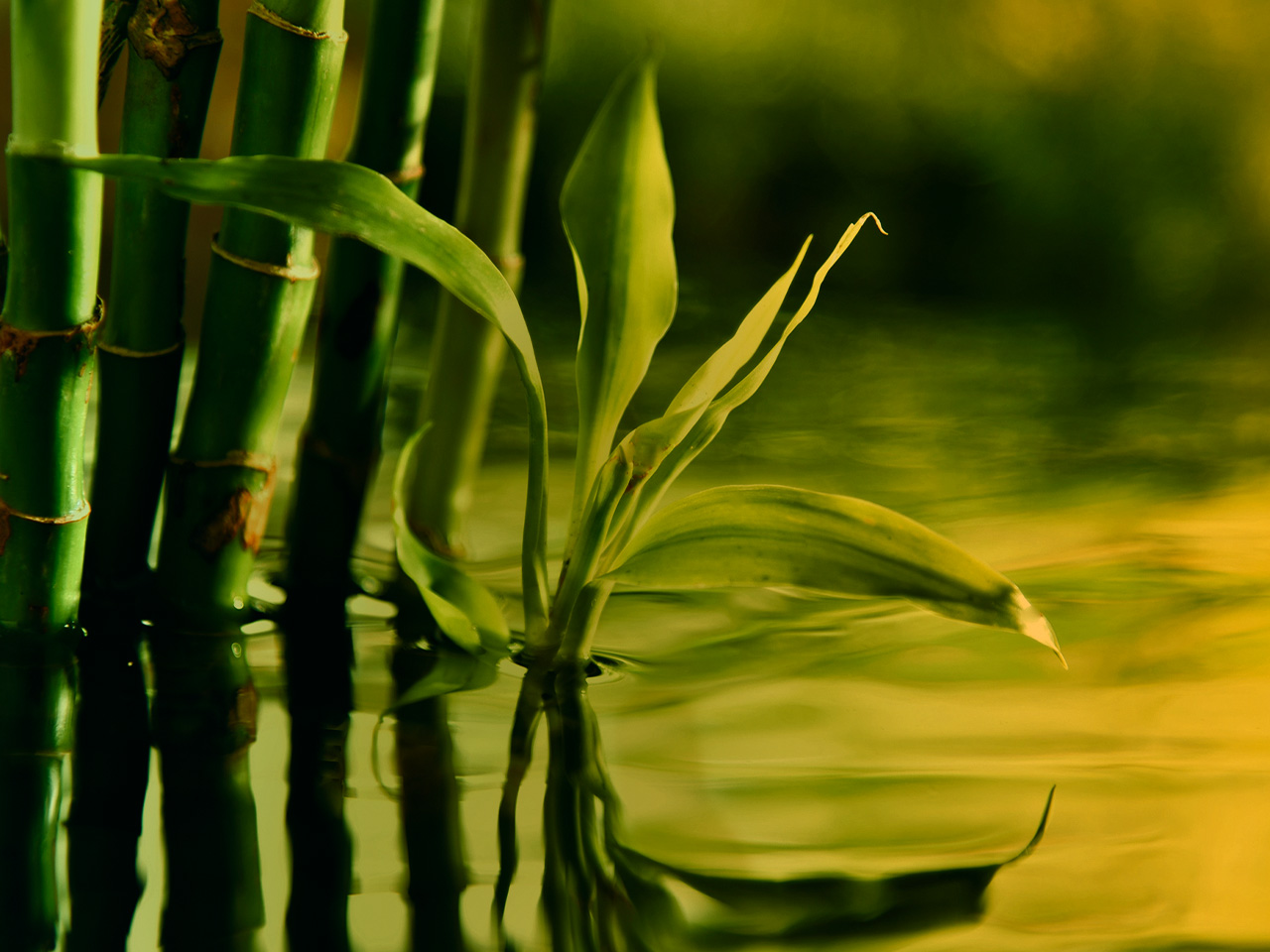 Bamboo Plant Food