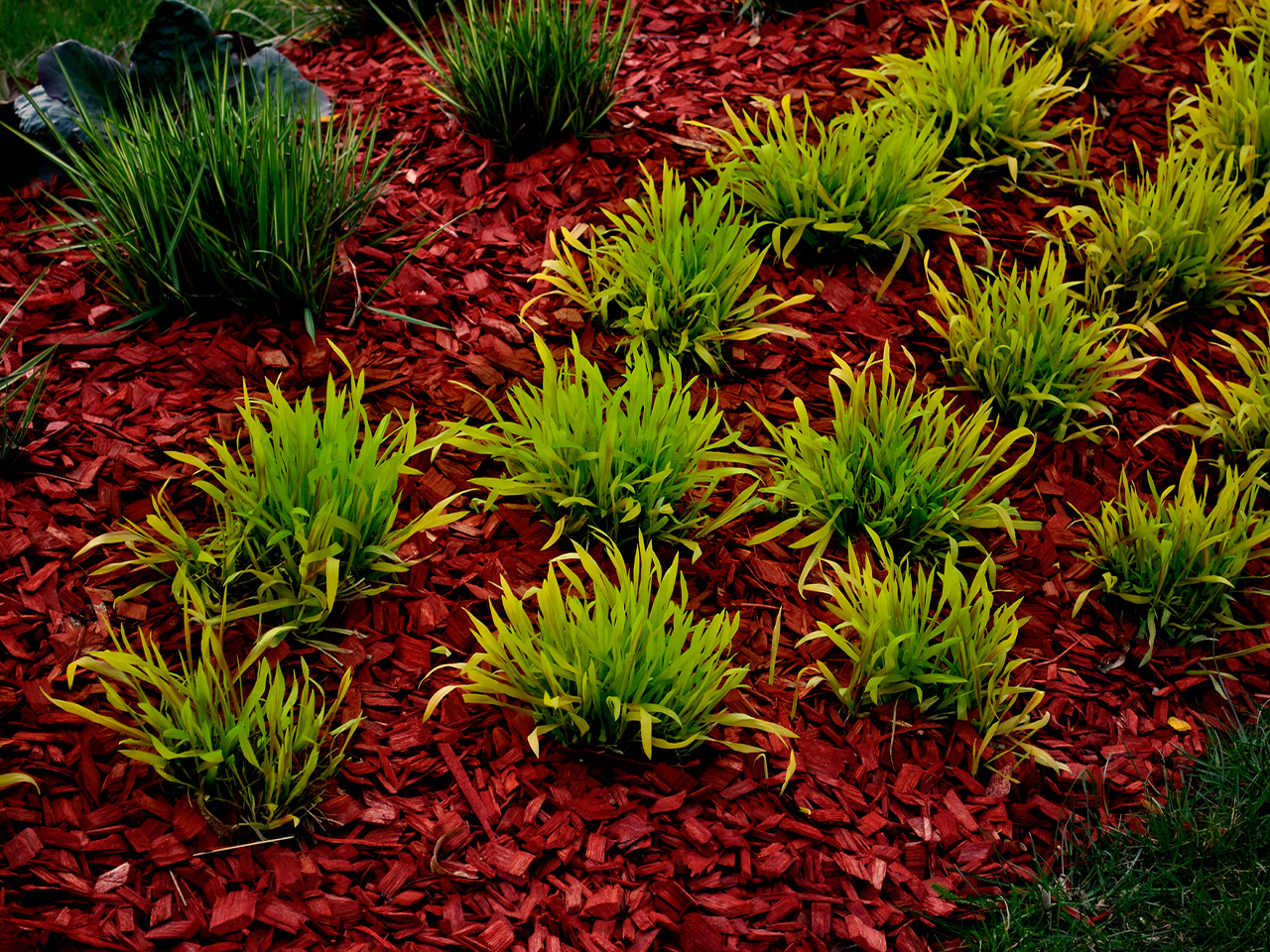 Dangers of Red Mulch