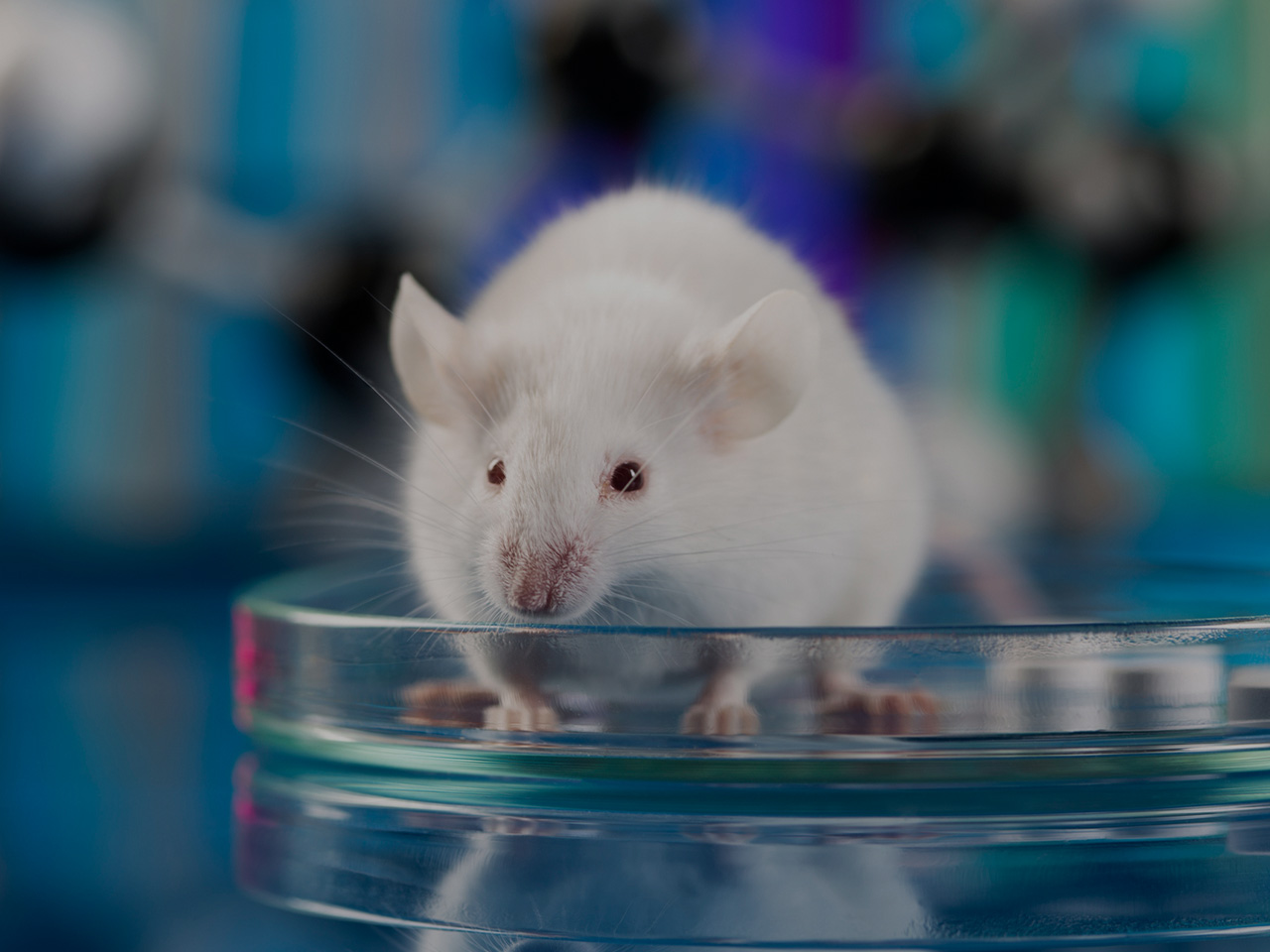 Why Animal Testing Should Be Banned
