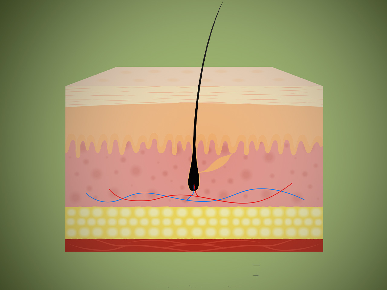 Structure and Function of Stratum Granulosum Layer