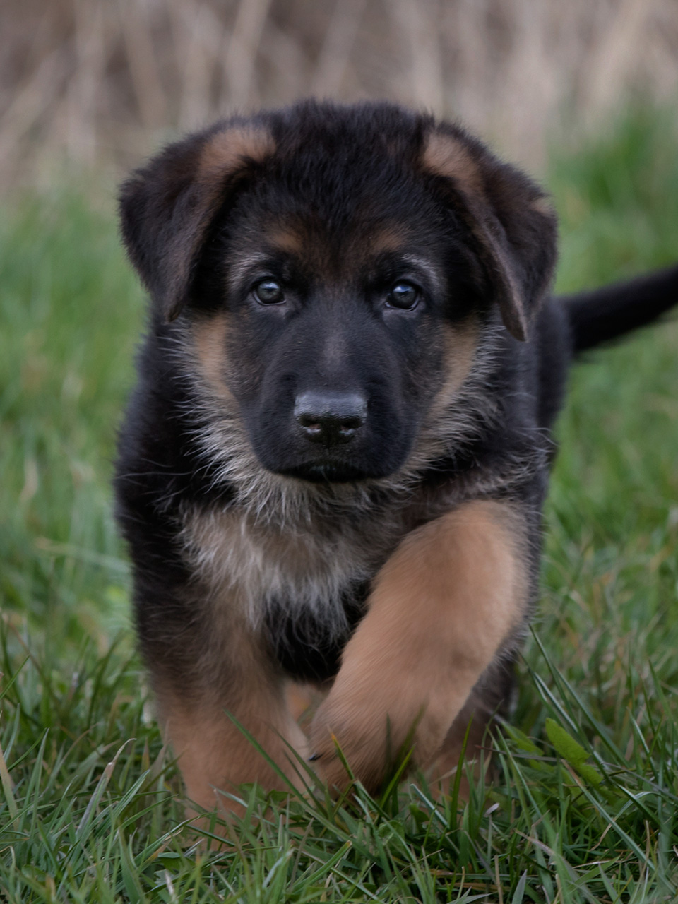 german shepherd puppy care