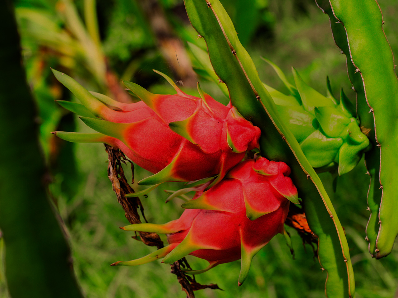 delita the dragonfruit