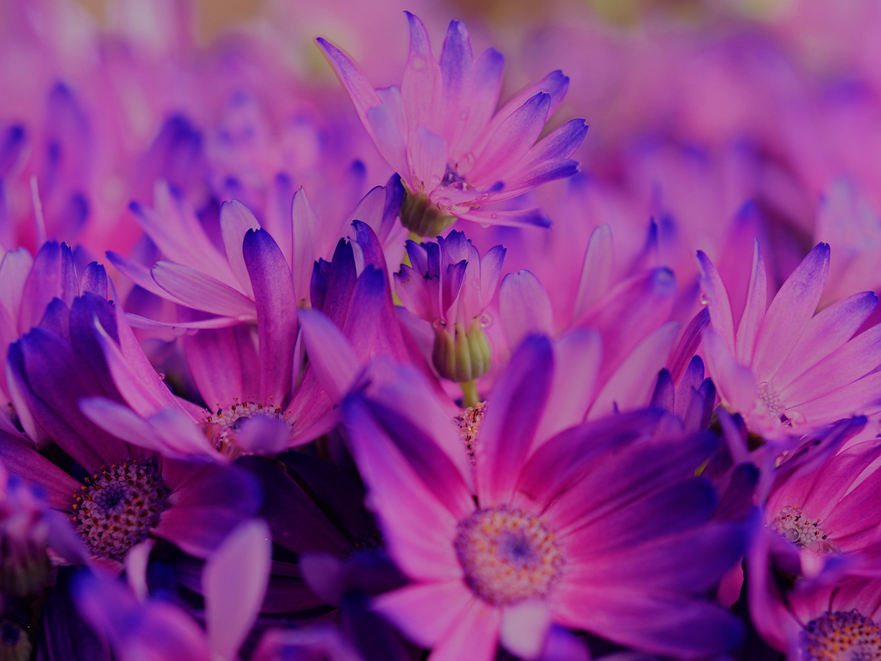 The Care That Aster Flowers Need to Groom Your Garden