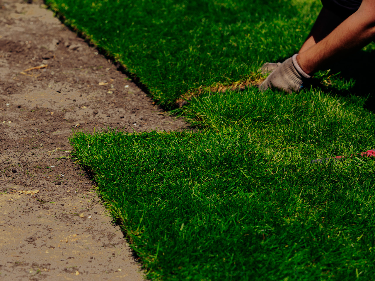 Turf Lawn Maintenance