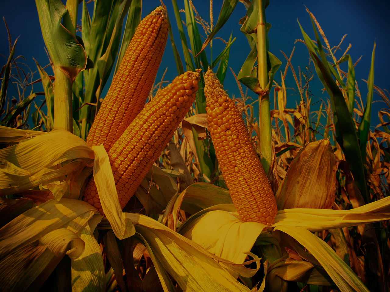 Corn на русском. Maize Flex Corn. Corn AGM Loregal. Фон для презентации Corn. Обои в стиле Cotach Corn.