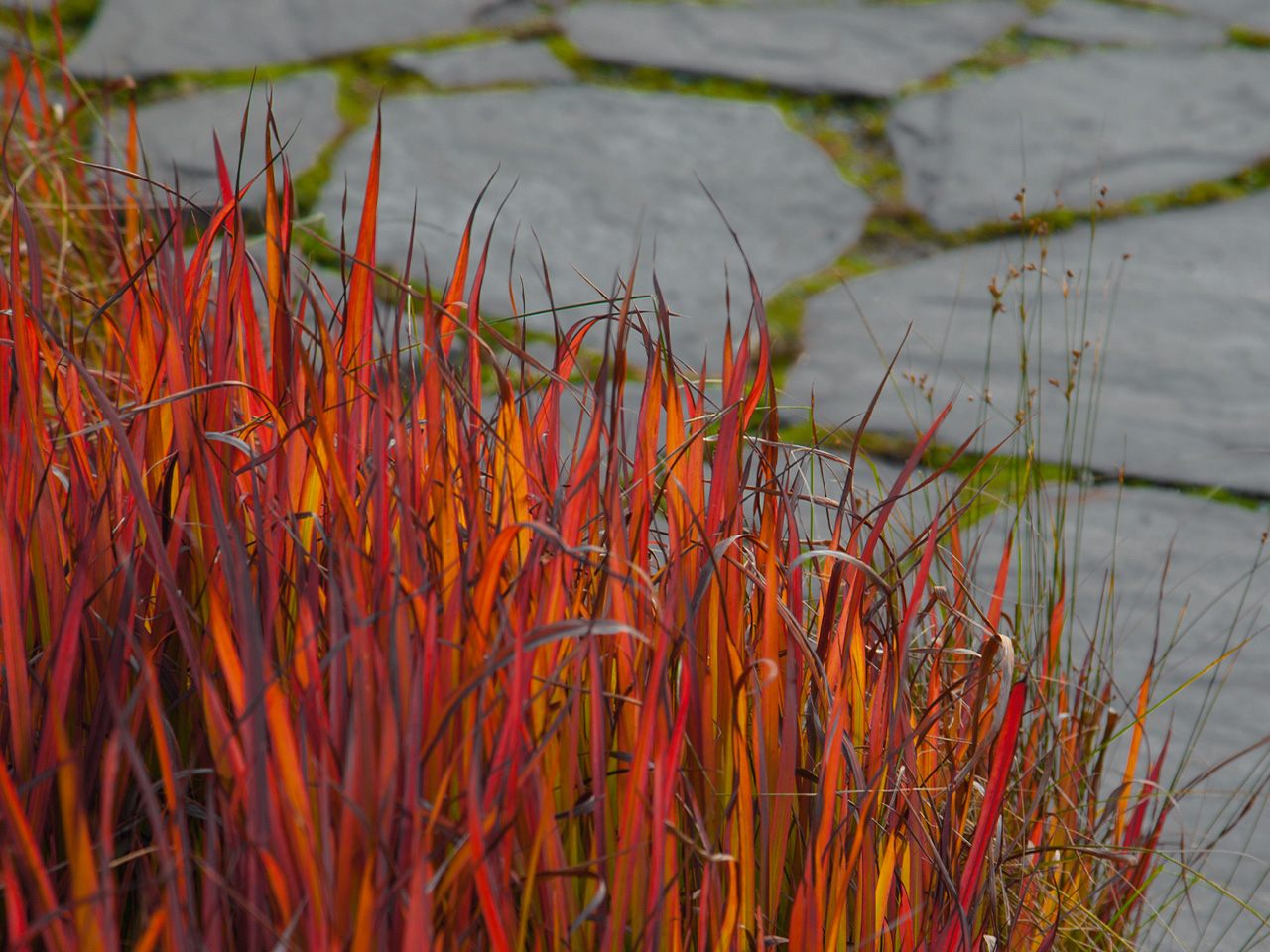 How To Grow Japanese Blood Grass