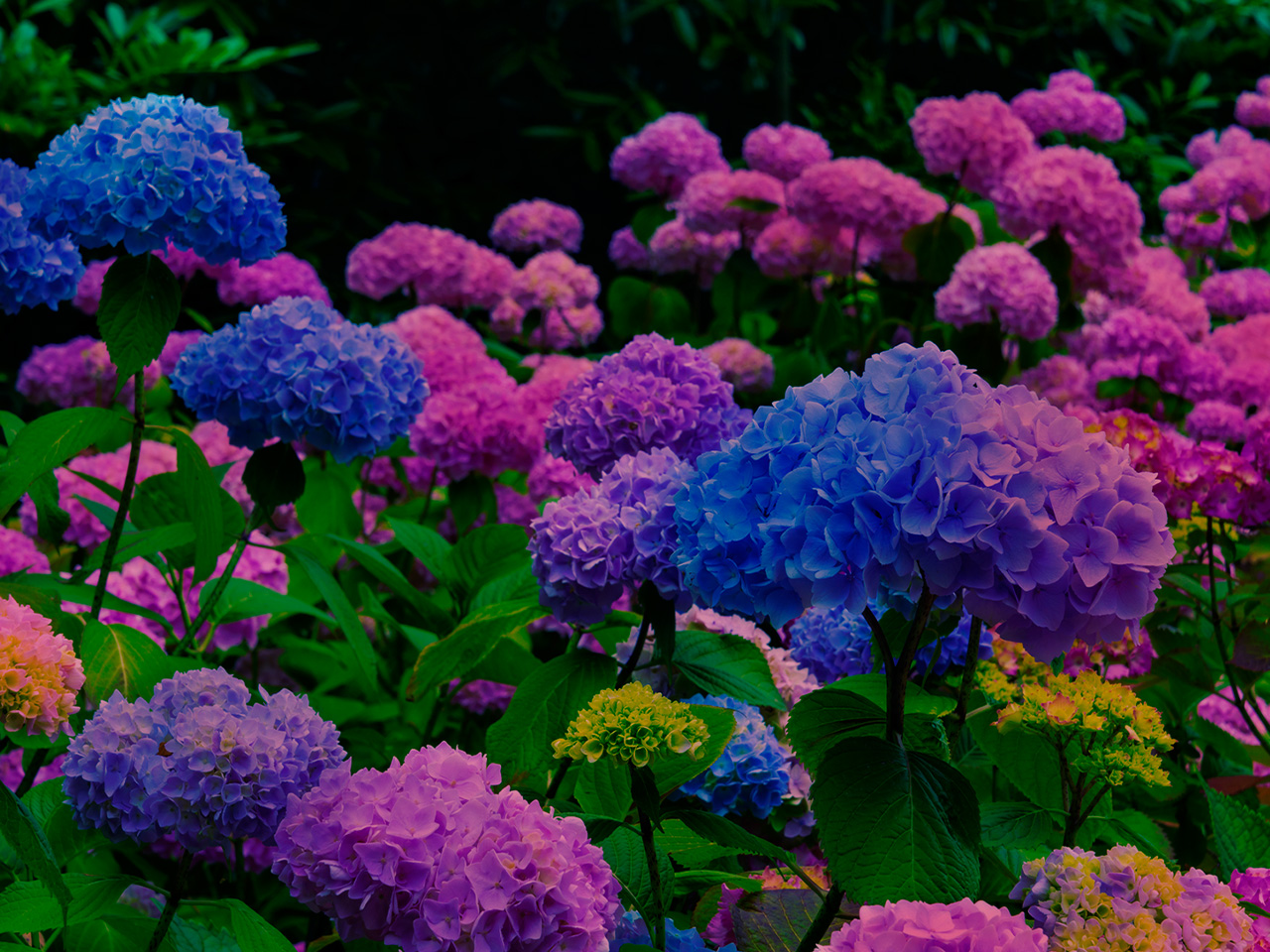 Know About The Changing Colors Of Hydrangeas   5333846 1280 614434354 1395440 L 