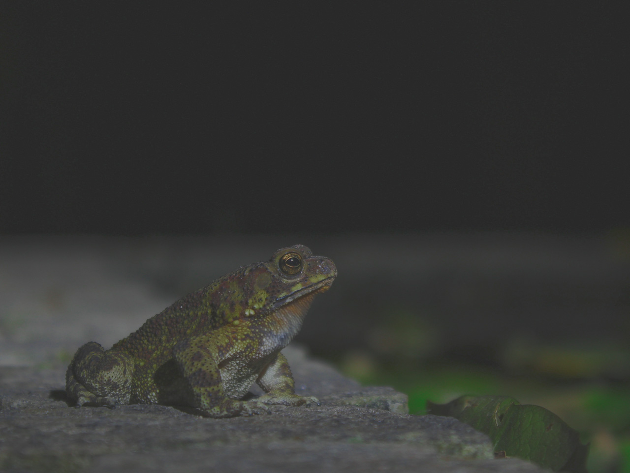 Characteristics of Amphibians