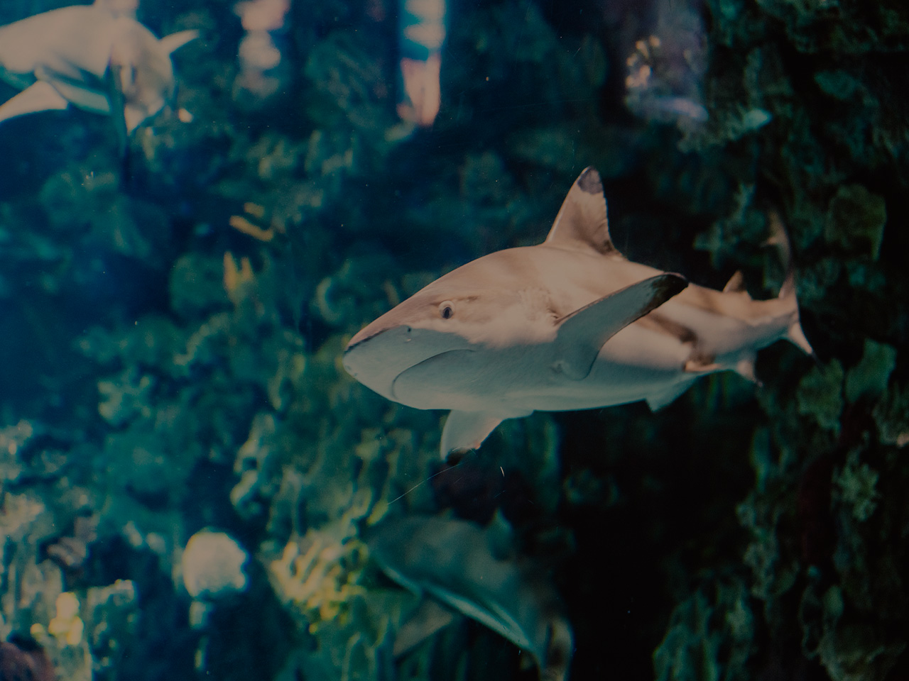 freshwater-sharks