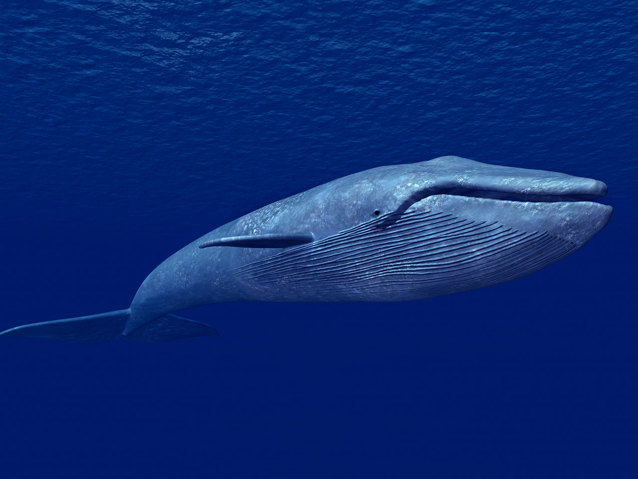 картинки самого большого кита