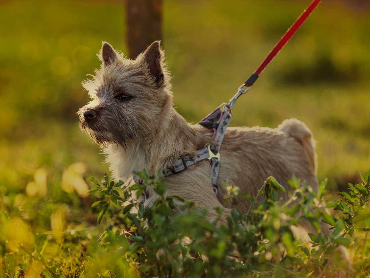 Best harness shop for cairn terrier