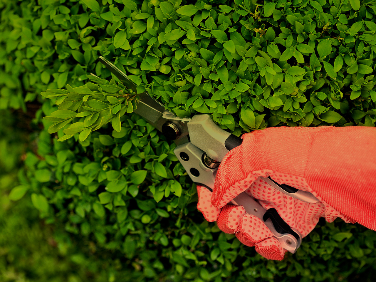 Proper Tools for Pruning