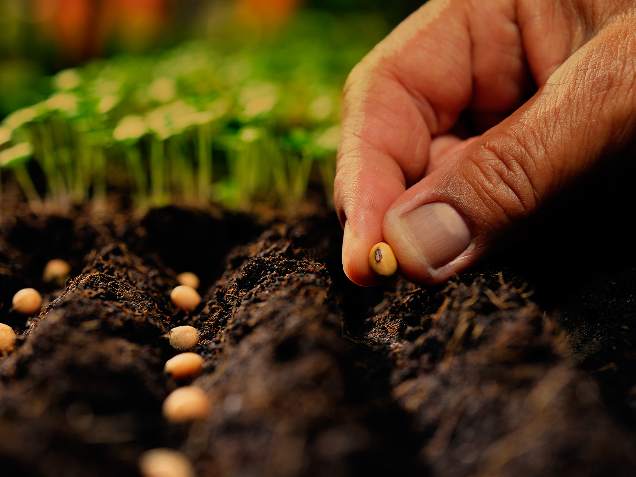 how-to-grow-trees-from-seeds