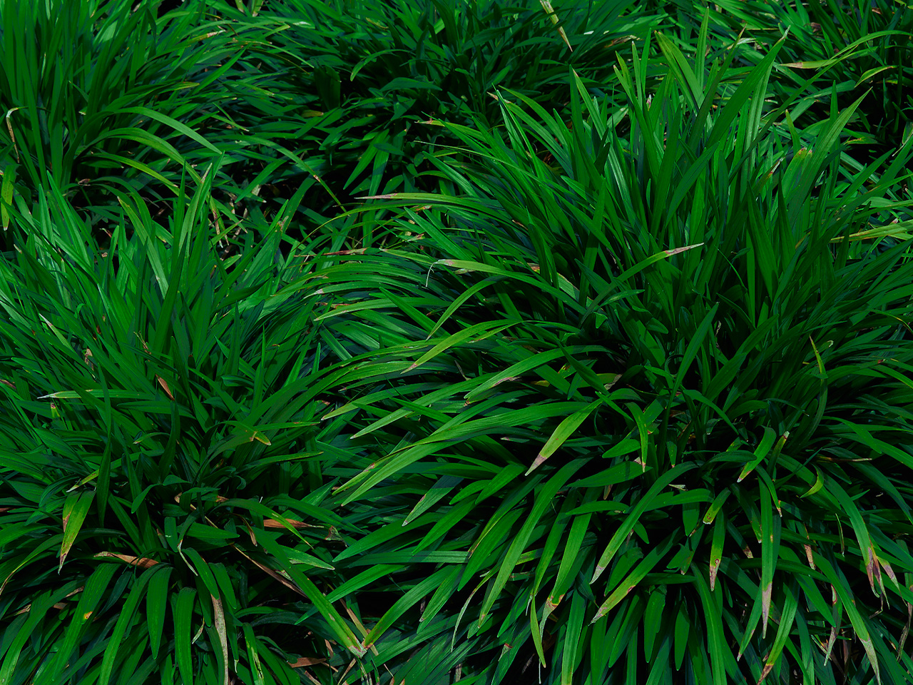 Monkey Grass: Types and Characteristics