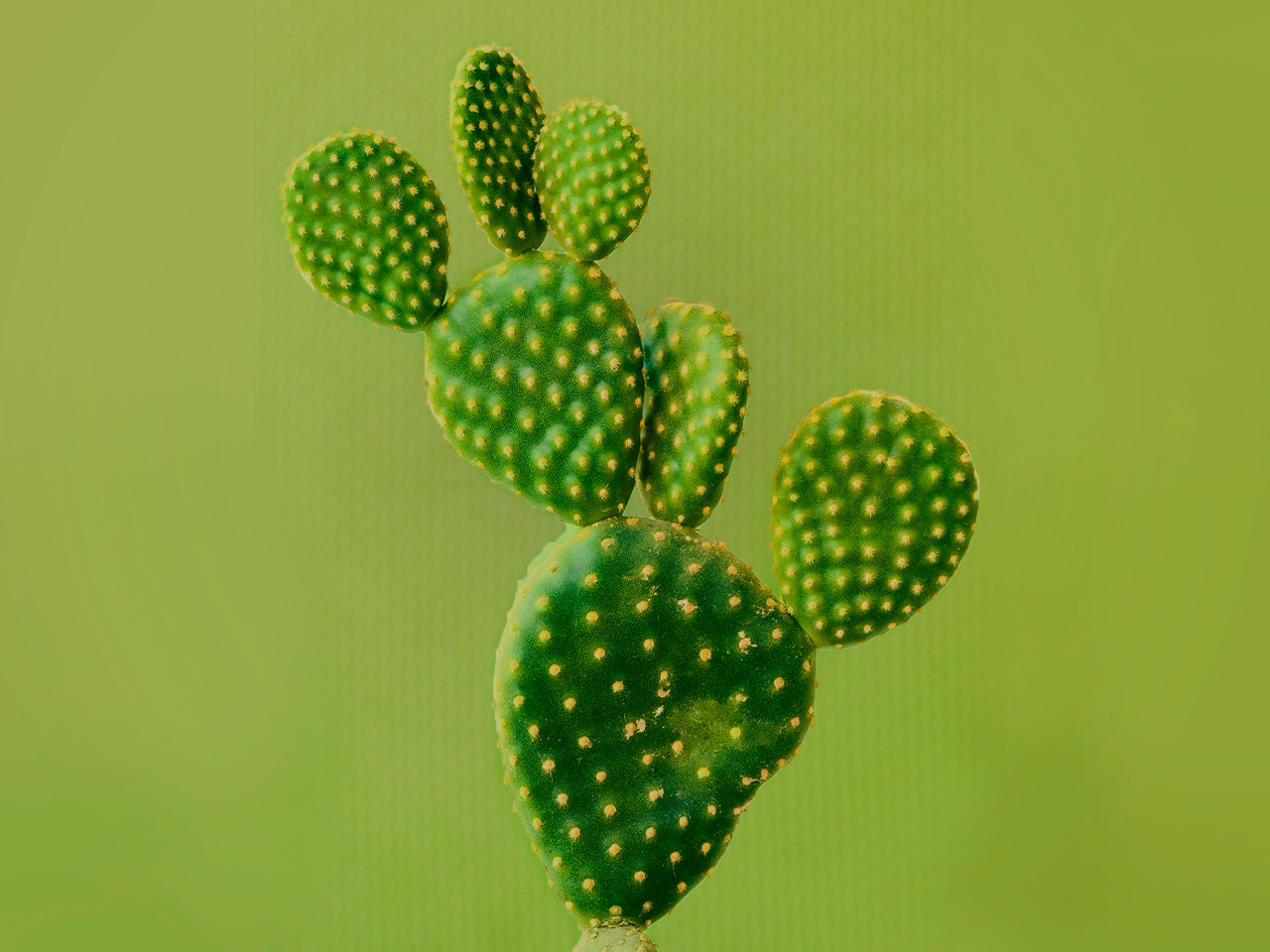 Medicinal Uses of Cactus Plants