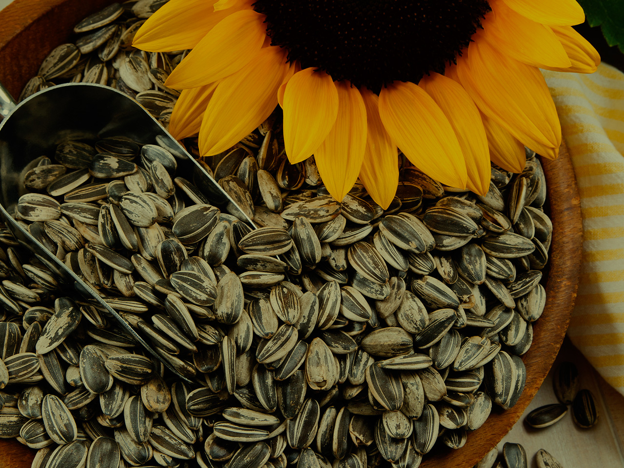 Are Sunflower Seeds Good For You 