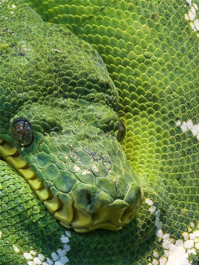 Facts About Green Anaconda