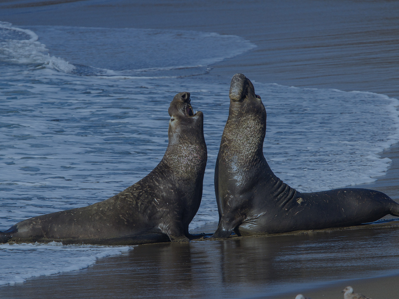 Harp Seal Diet