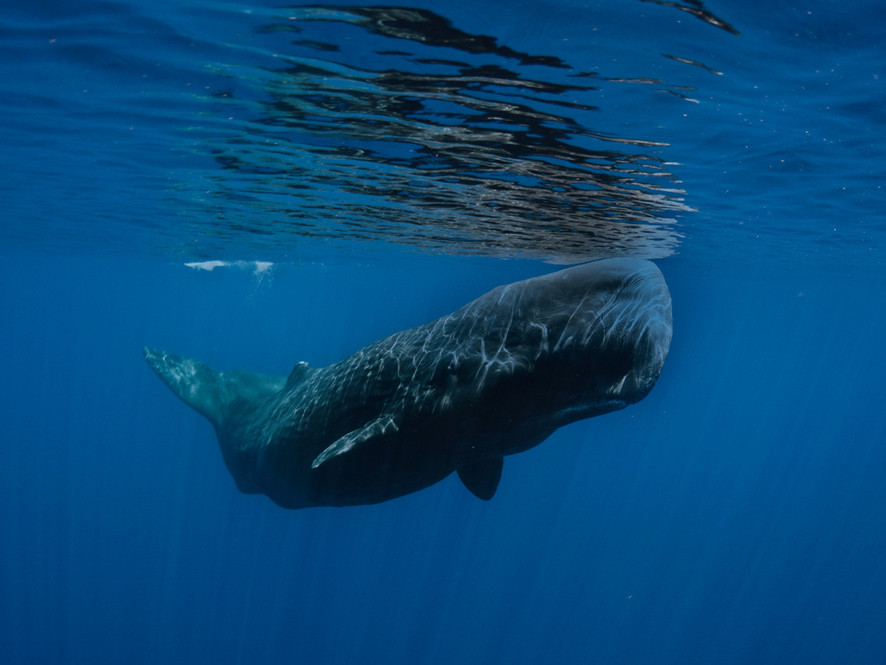 Facts About Pygmy Sperm Whales