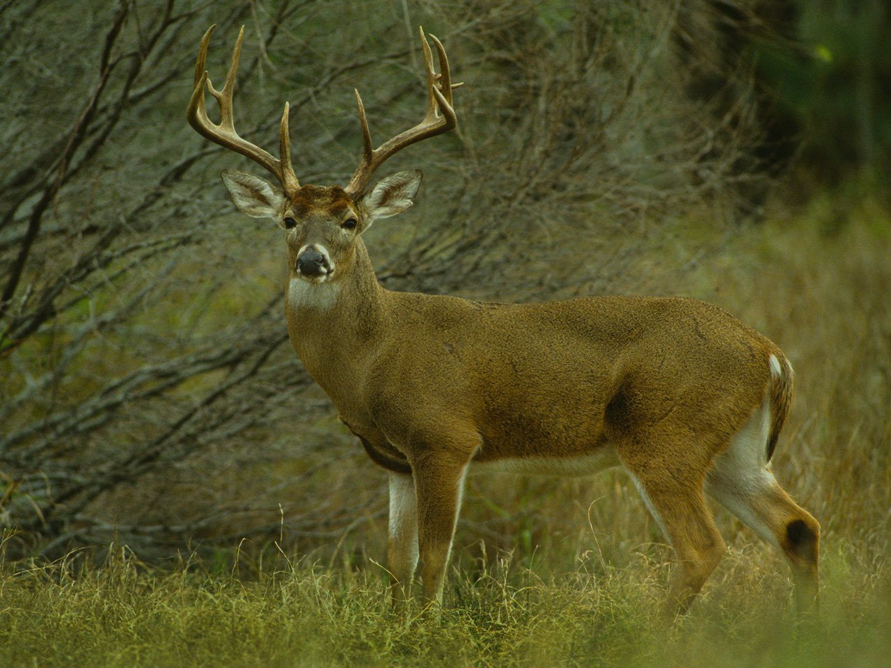 notable-facts-about-the-white-tailed-deer