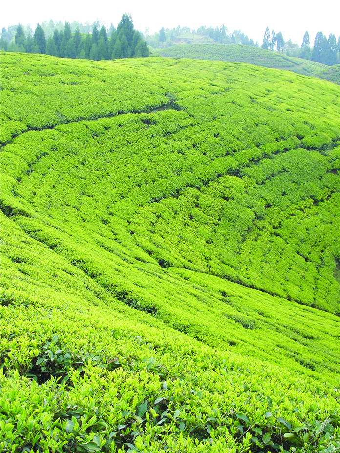Darjeeling Tea Tourism Tour Package