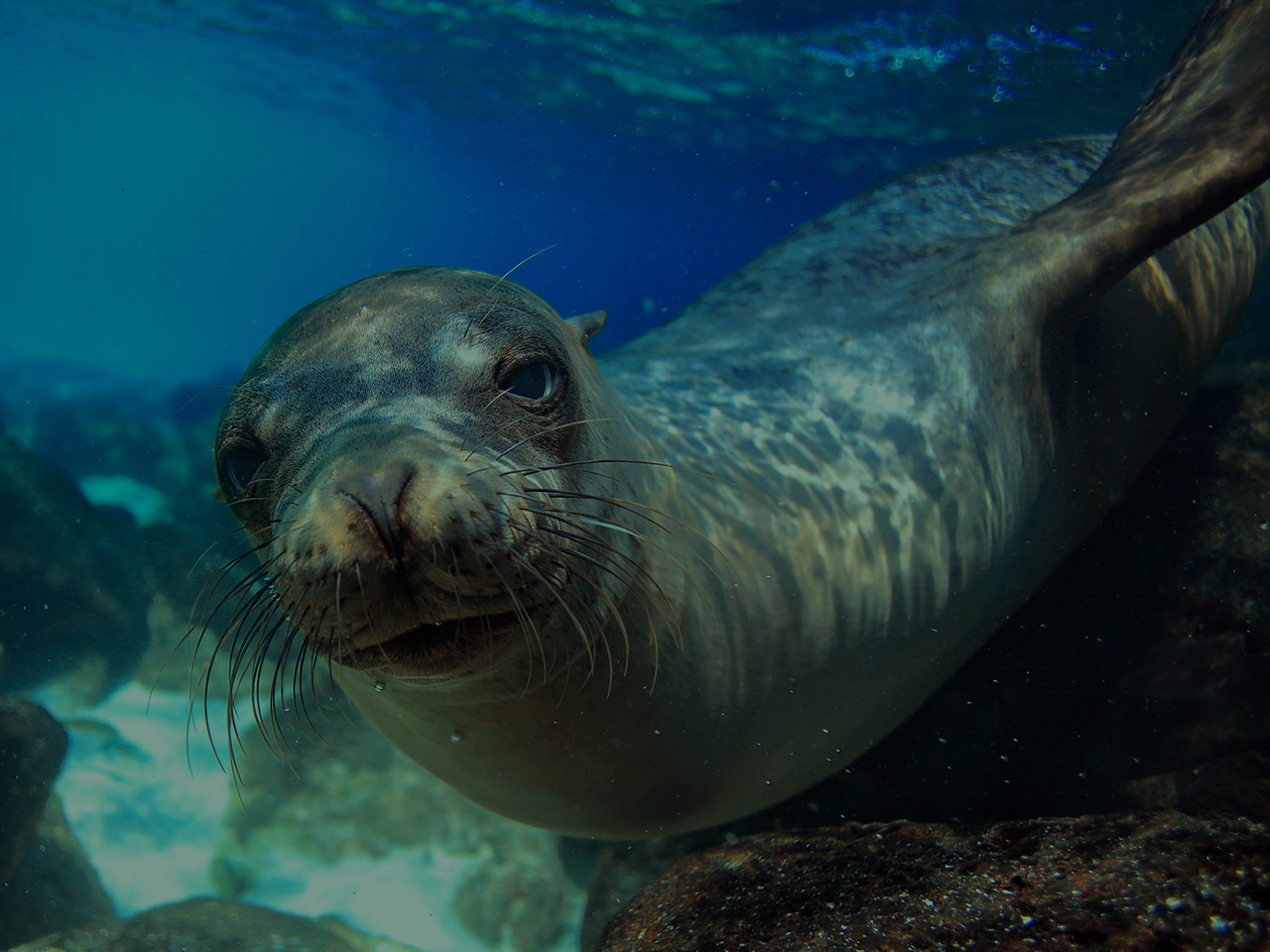 facts-about-sea-lions