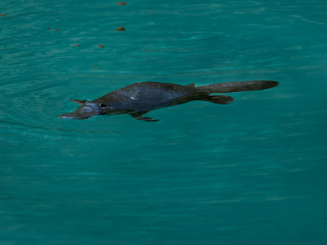 platypus tail