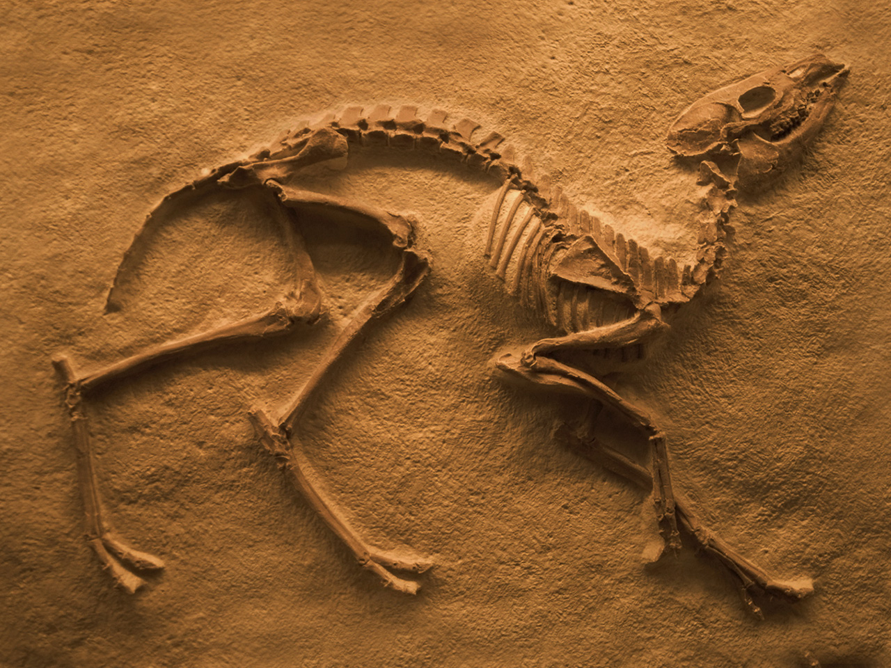 smithsonian-insider-fossils-help-scientists-build-a-picture-of-the